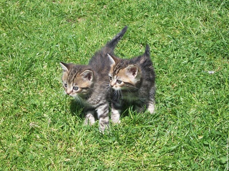 Two Tabby Kittens — Green, Calm