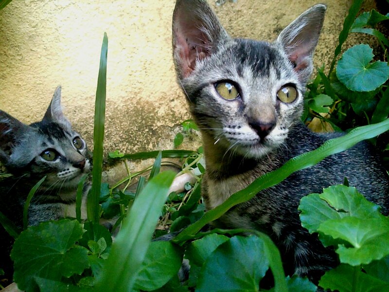 Two Tabby Kittens — Green, Curious, Afternoon