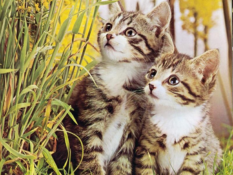 Two Tabby Kittens — Green, Curious, Autumn