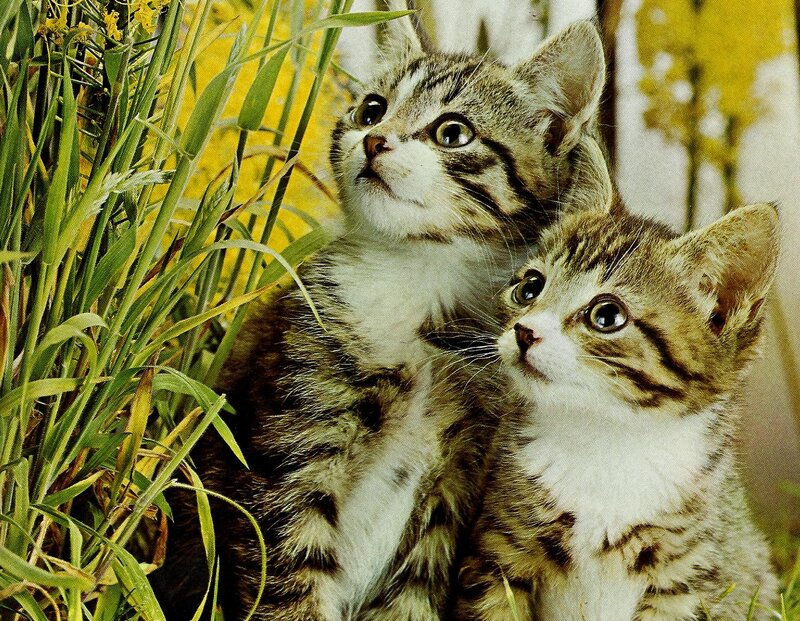 Two Tabby Kittens — Green, Curious, Spring