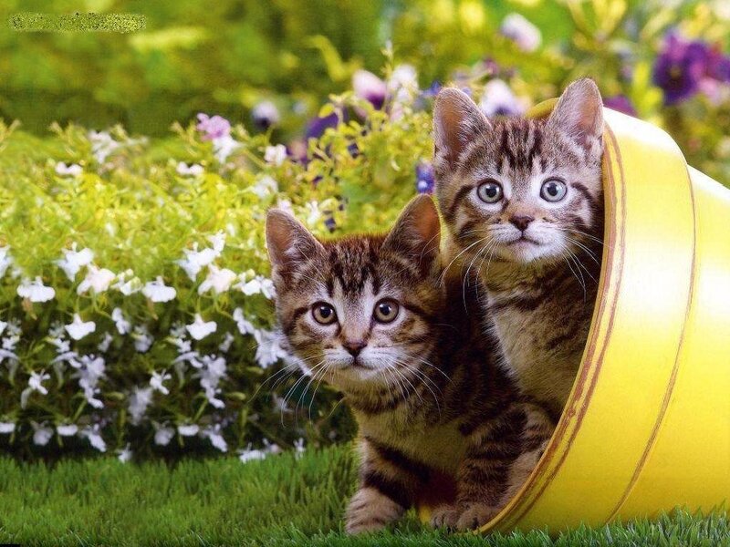 Two Tabby Kittens — Green, Curious