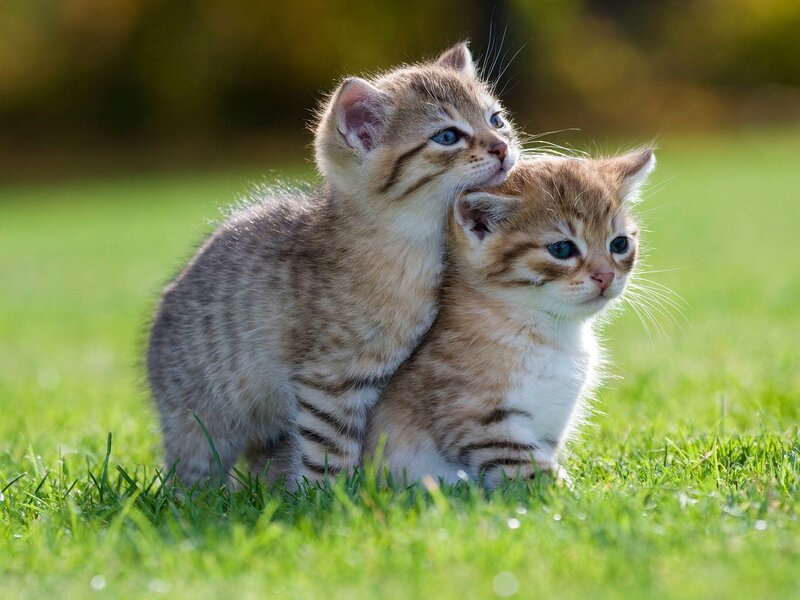 Two Tabby Kittens — Green, Peaceful, Afternoon