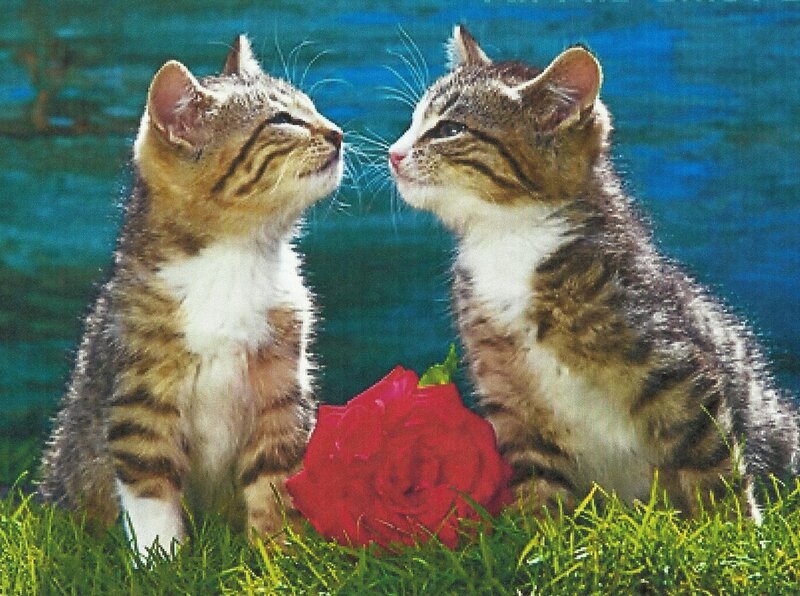 Two Tabby Kittens — Green, Peaceful, Photograph
