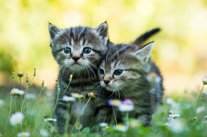 Two Tabby Kittens — Green, Peaceful, Spring