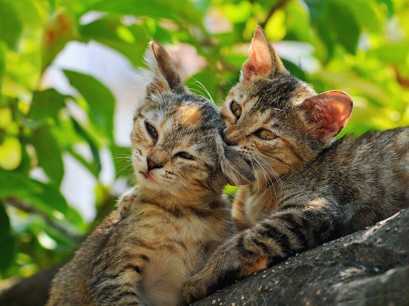 Two Tabby Kittens — Green, Peaceful