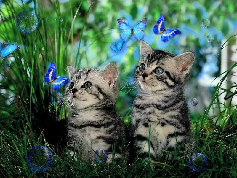 Two Tabby Kittens — Green, Playful, Afternoon, Digital Art