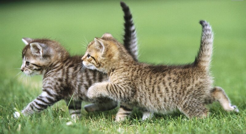 Two Tabby Kittens — Green, Playful, Afternoon, Photograph, Grass