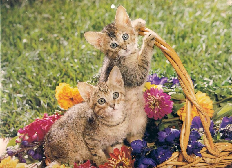 Two Tabby Kittens — Green, Playful, Afternoon, Photograph