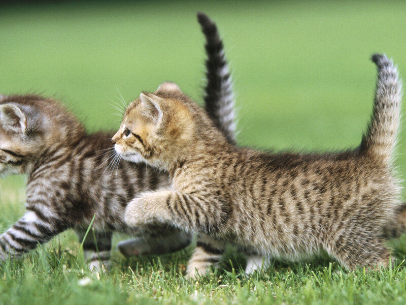 Two Tabby Kittens — Green, Playful, Afternoon