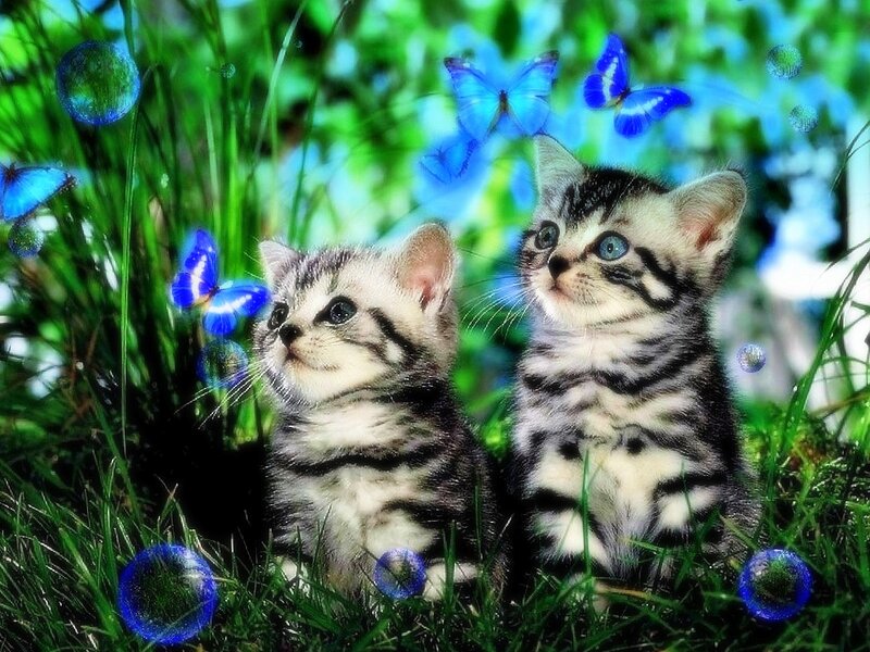Two Tabby Kittens — Green, Playful, Spring