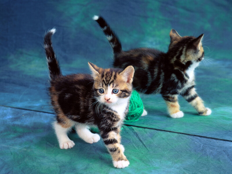 Two Tabby Kittens — Green, Playful