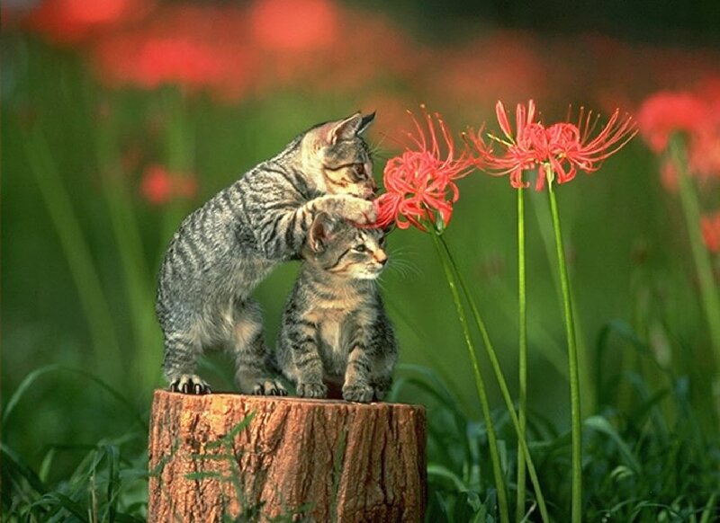 Two Tabby Kittens — Green, Serene, Afternoon, Photograph