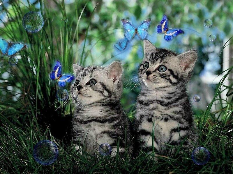 Two Tabby Kittens — Green, Serene, Afternoon