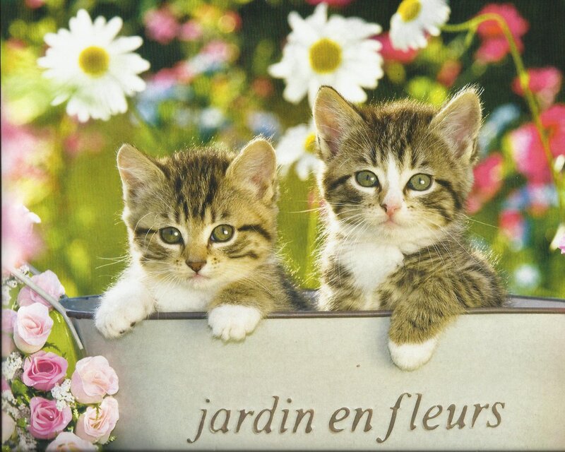 Two Tabby Kittens — Green, Serene, Spring, Photograph