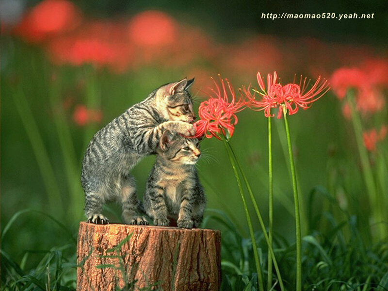 Two Tabby Kittens — Green