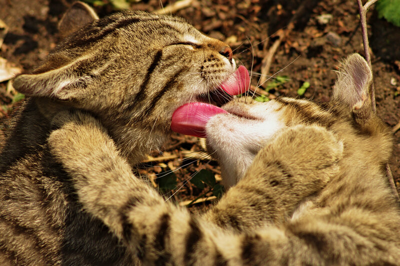Two Tabby Kittens Grooming