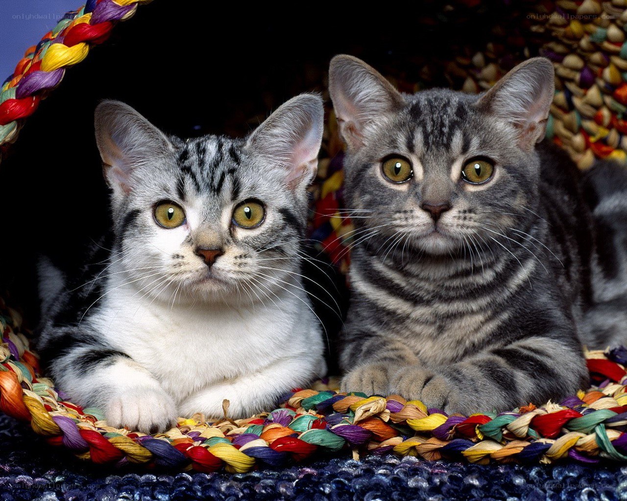 Two tabby kittens in a basket