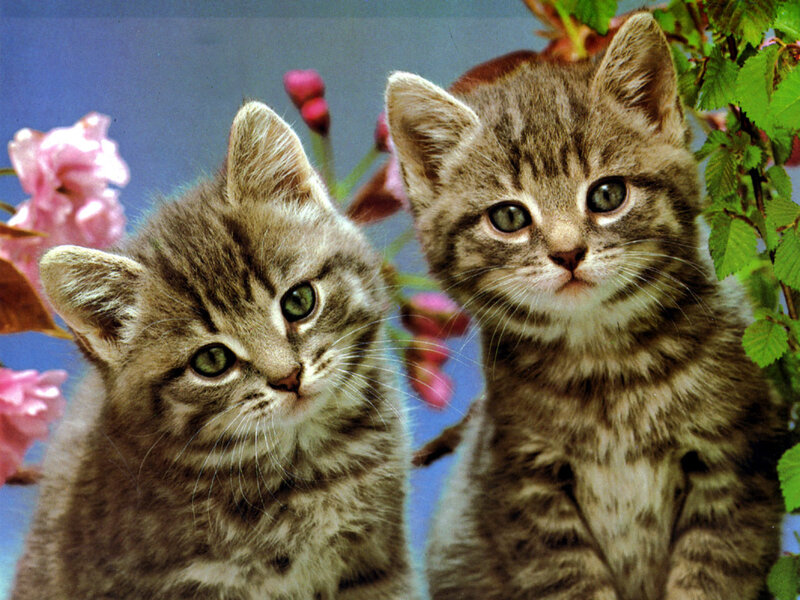 Two tabby kittens in flowers