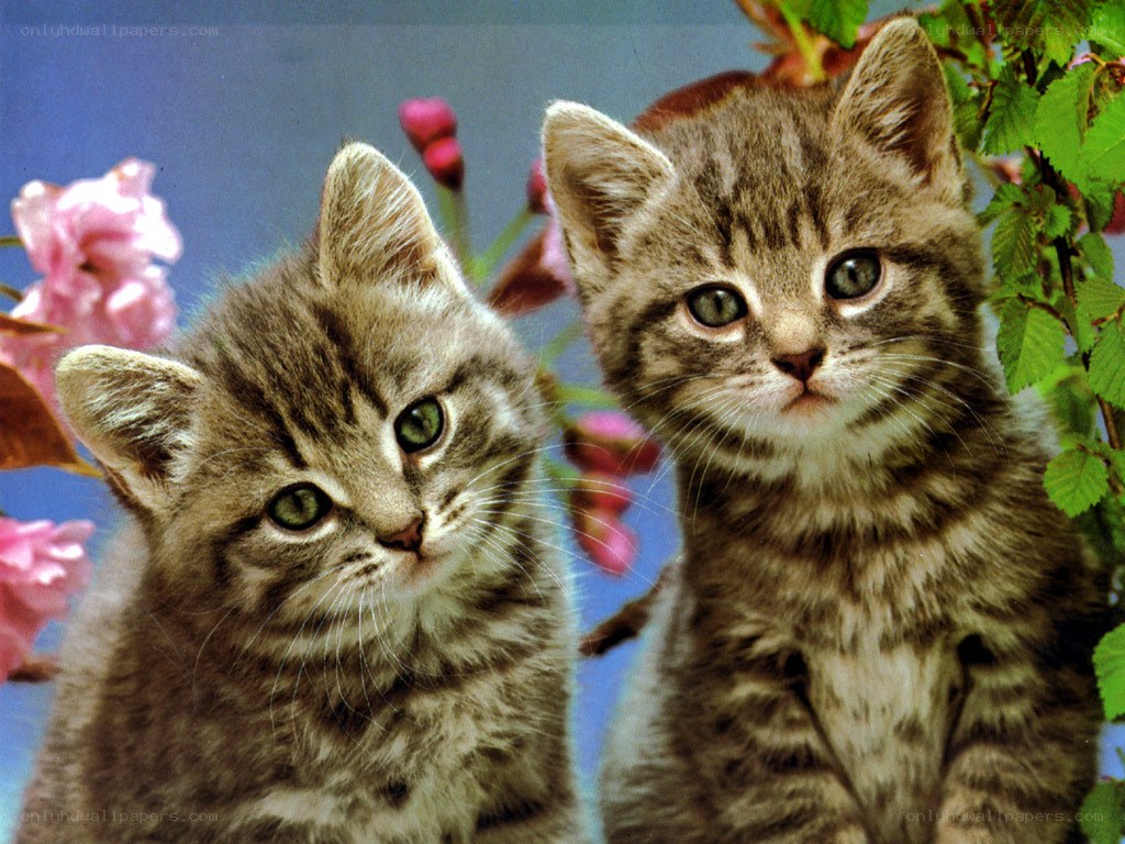 Two tabby kittens in flowers