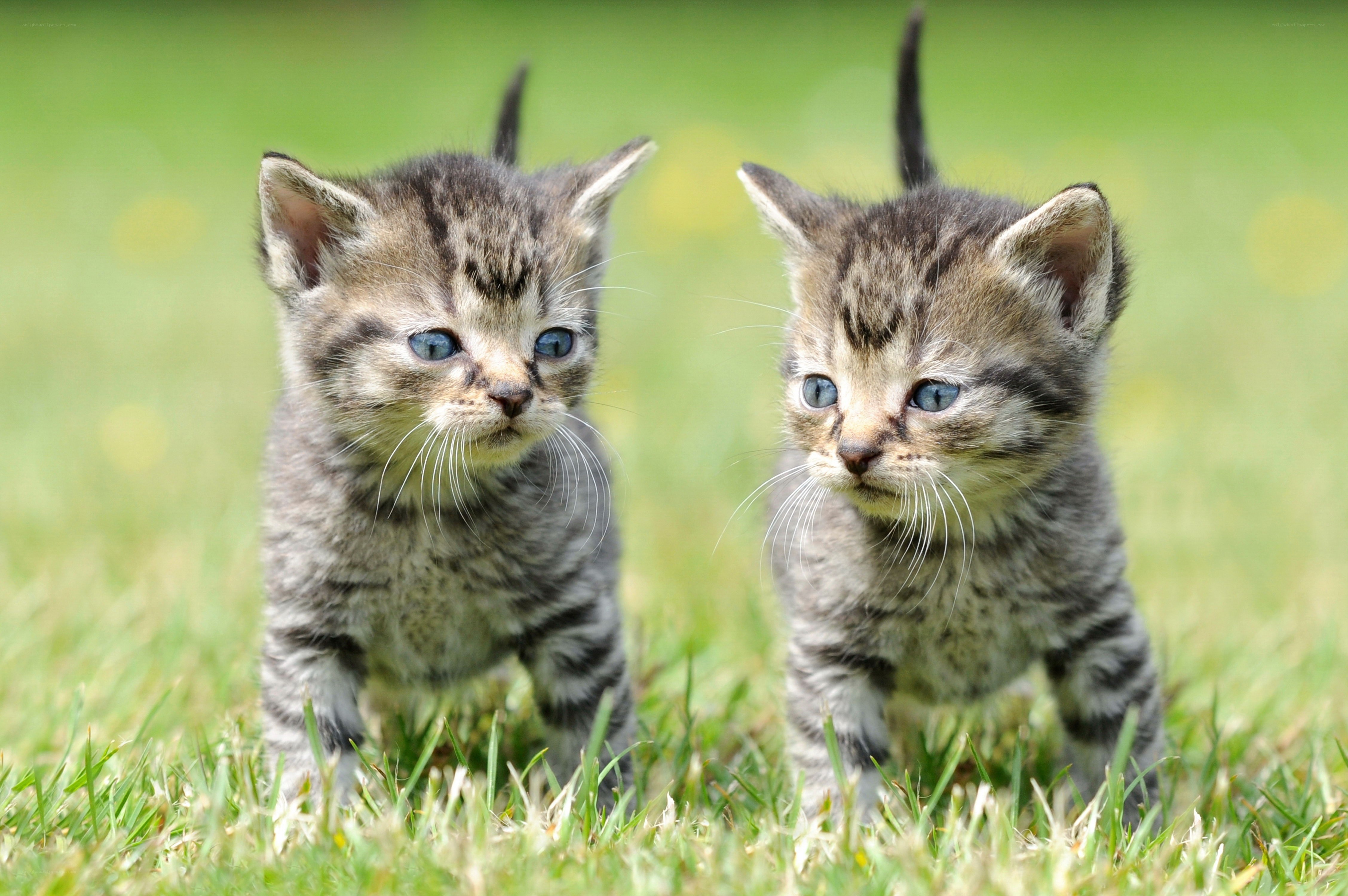 Two tabby kittens in grass