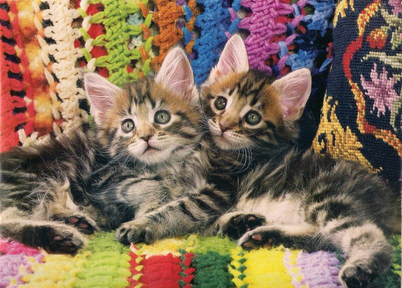 Two Tabby Kittens — Multicolor