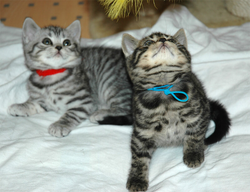 Two tabby kittens on a blanket