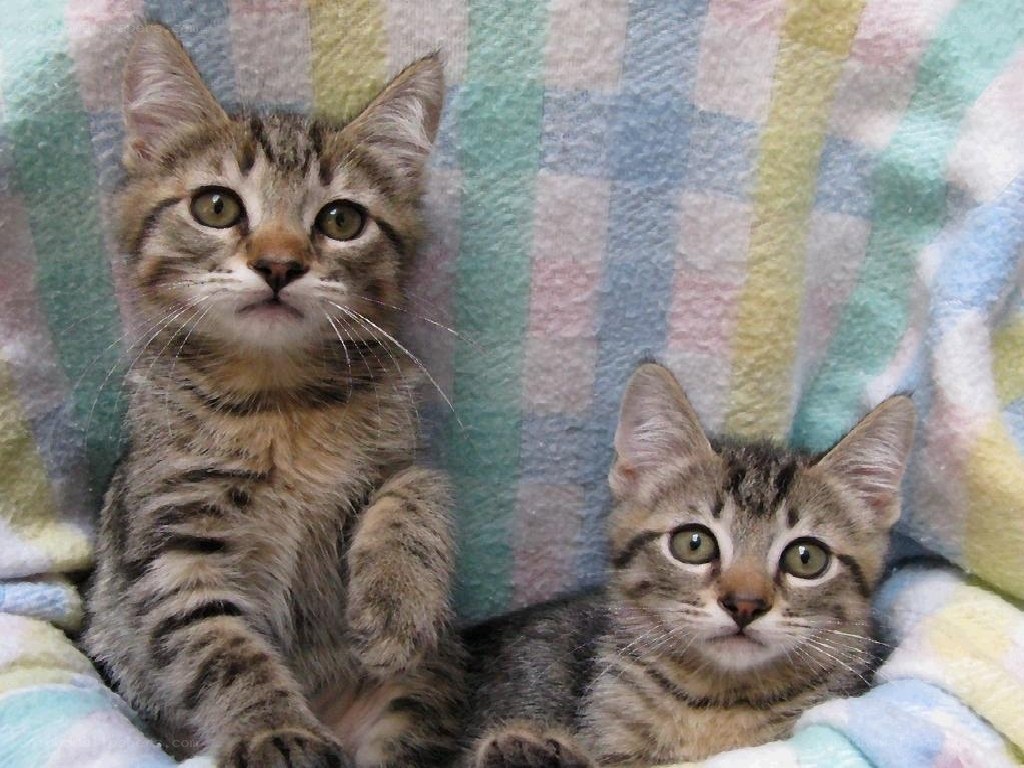 Two tabby kittens on a blanket