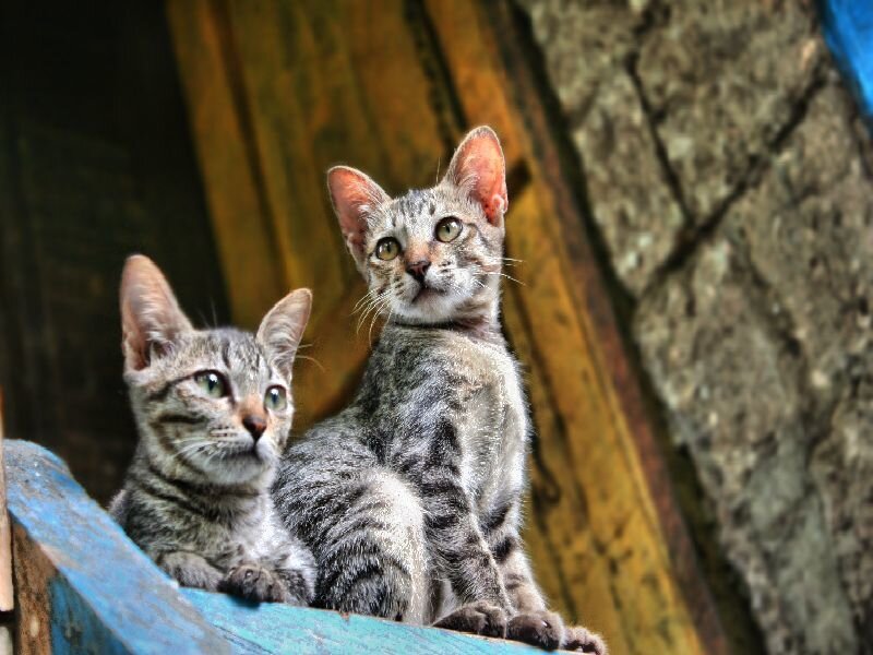 two tabby kittens on a blue surface