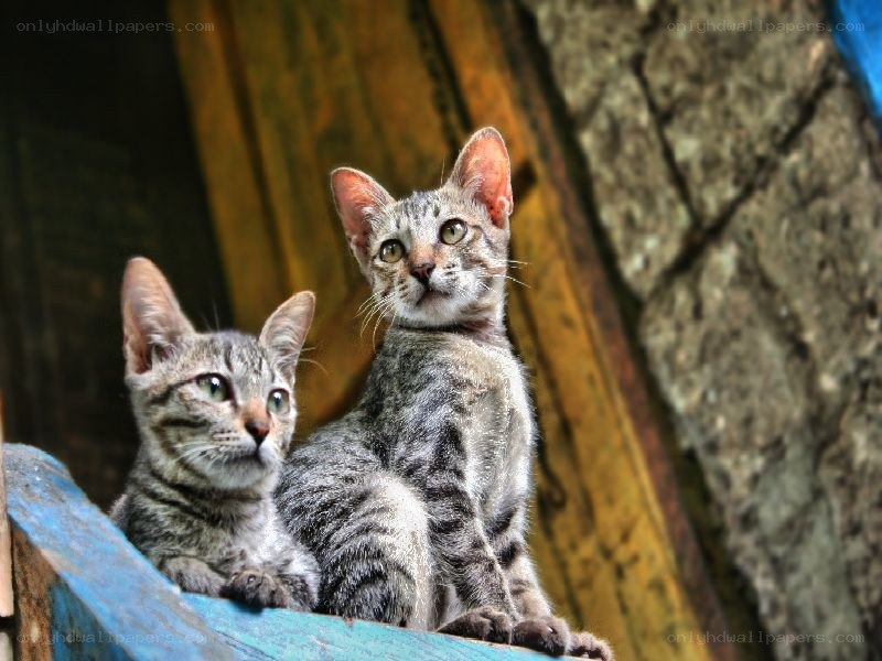 two tabby kittens on a blue surface