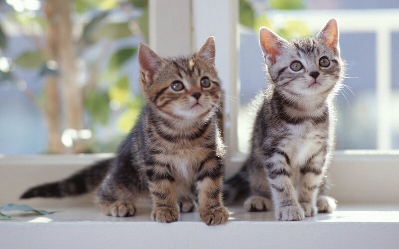 Two tabby kittens on a windowsill
