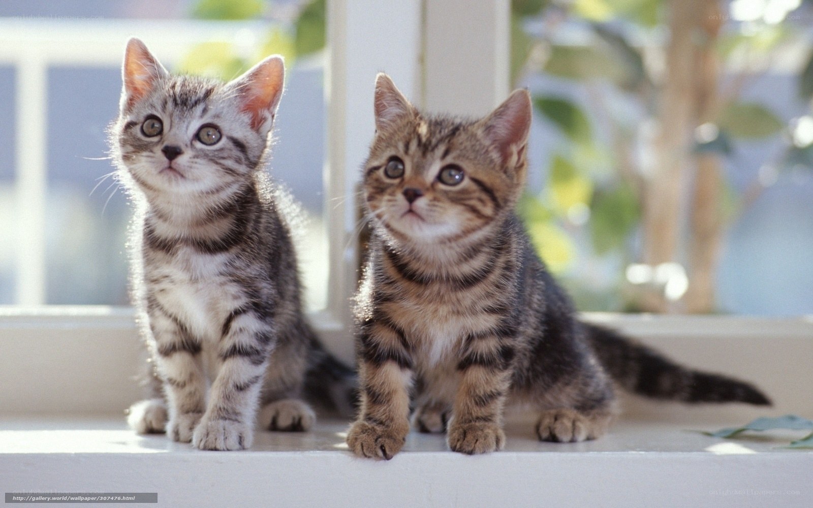 Two tabby kittens on a windowsill