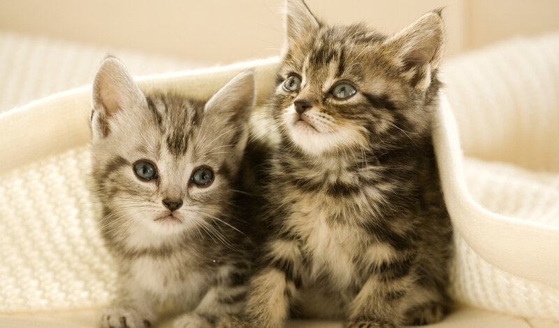 Two tabby kittens on blanket