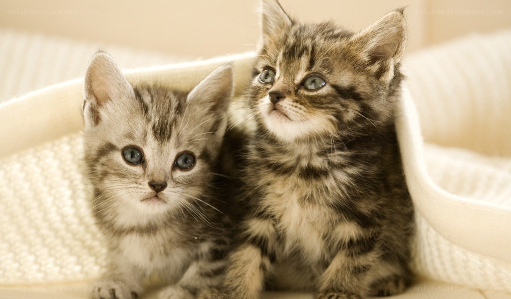 Two tabby kittens on blanket