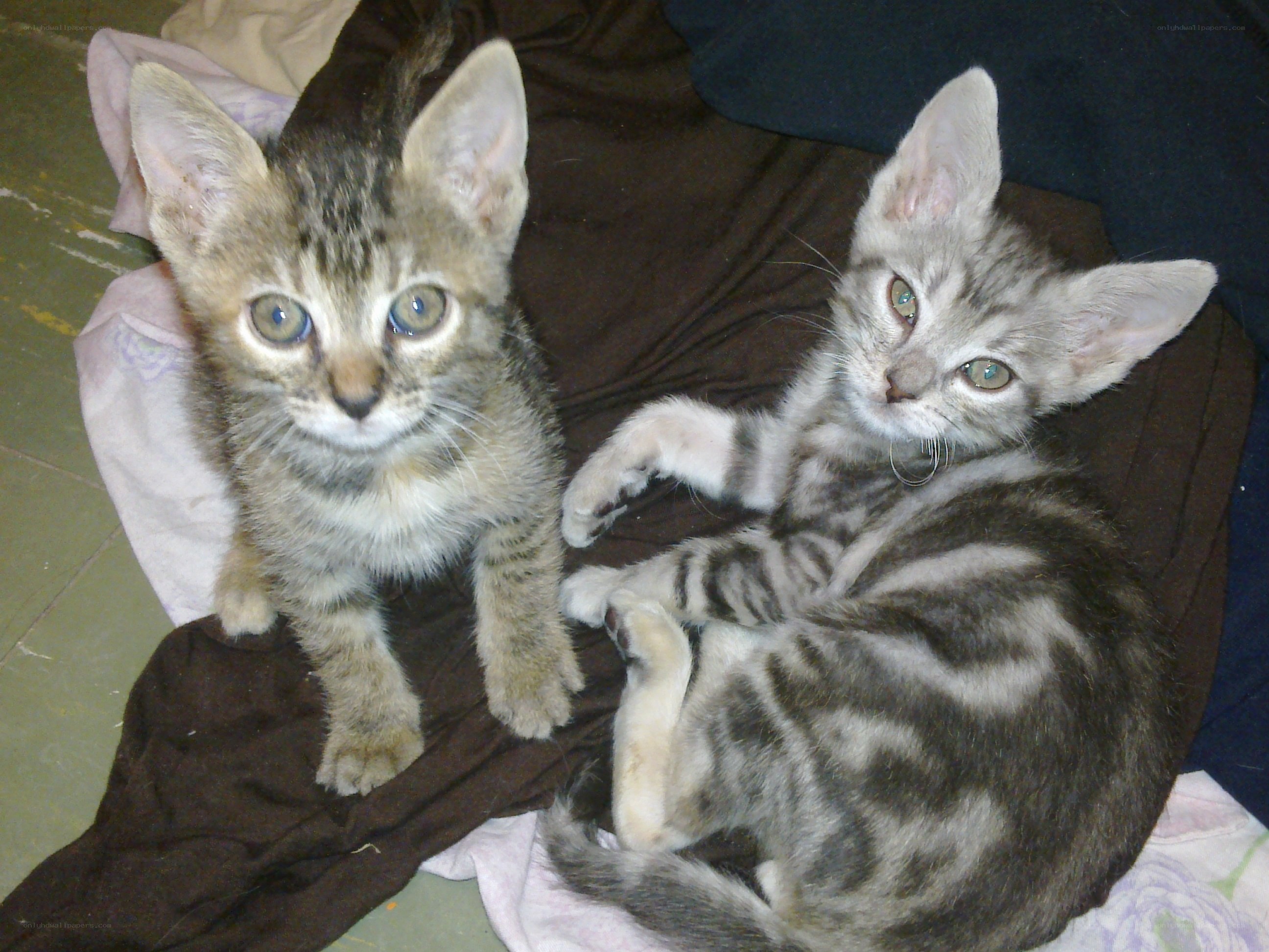 two tabby kittens on blanket