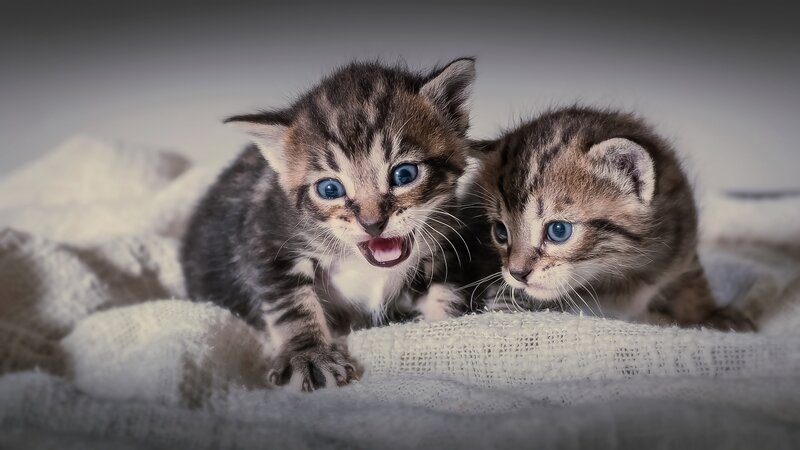 Two tabby kittens on blanket