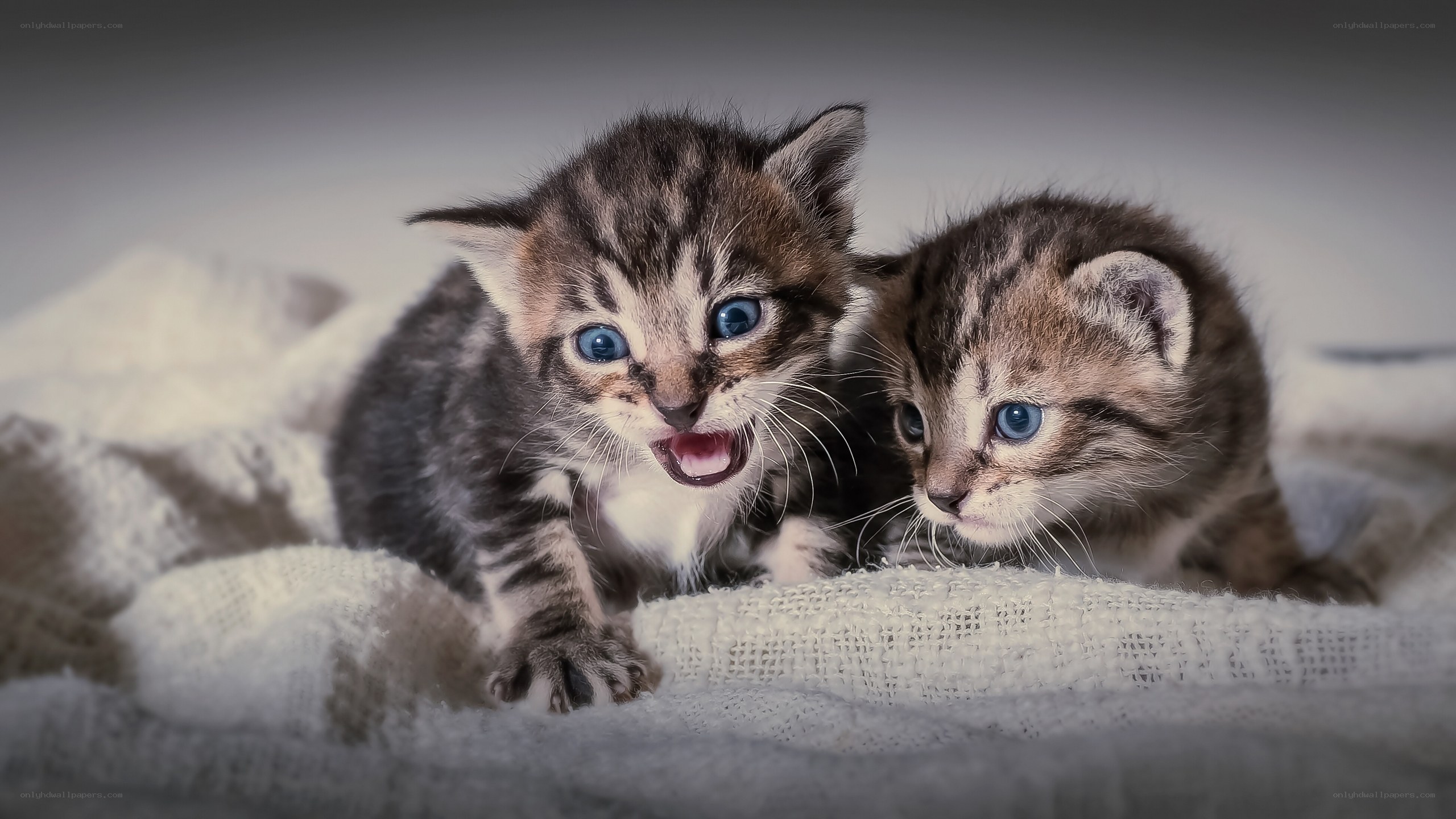 Two tabby kittens on blanket
