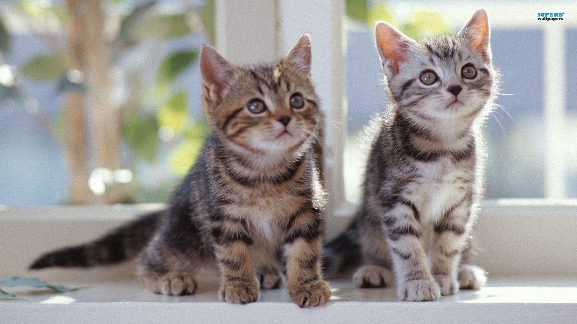 two tabby kittens on windowsill