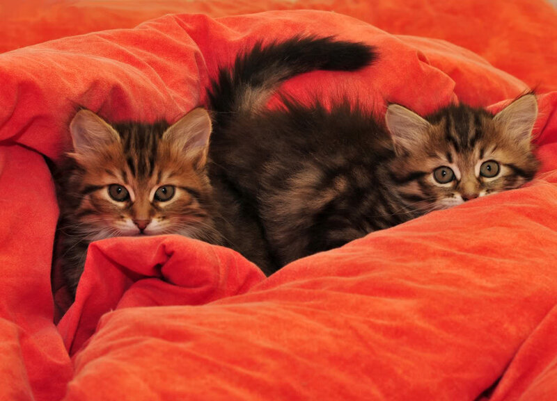 Two Tabby Kittens — Orange