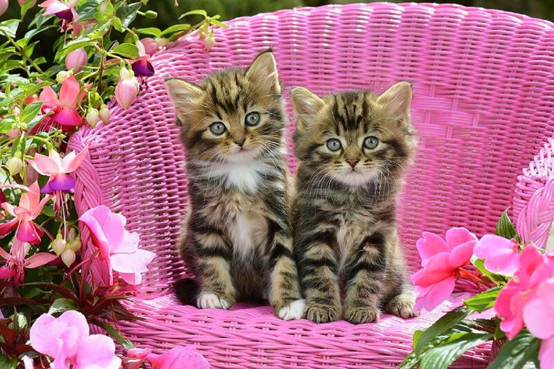 Two Tabby Kittens — Pink, Calm, Afternoon