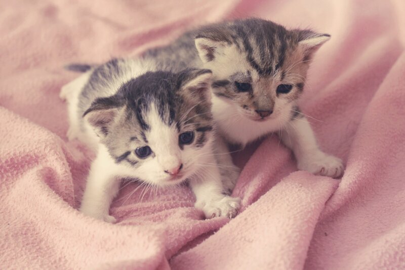 Two Tabby Kittens — Pink, Calm, Photograph, Blanket