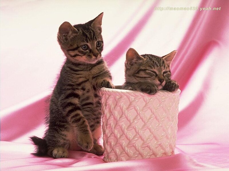 Two Tabby Kittens — Pink, Calm, Photograph