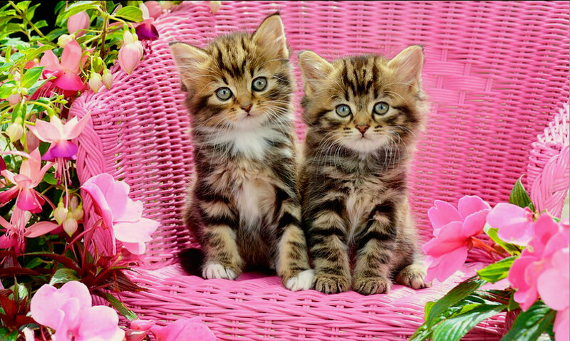 Two Tabby Kittens — Pink, Calm, Spring