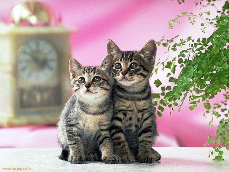 Two Tabby Kittens — Pink, Calm