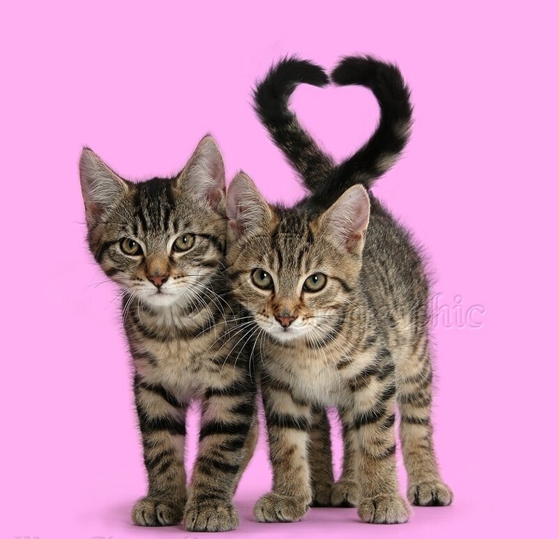 Two Tabby Kittens — Pink, Playful
