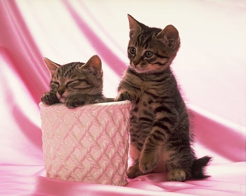 Two Tabby Kittens — Pink