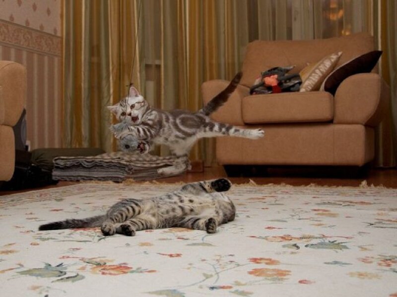 Two Tabby Kittens Playing — Brown, Playful