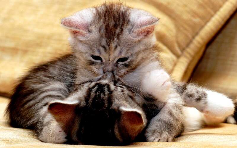 Two Tabby Kittens Playing — Brown