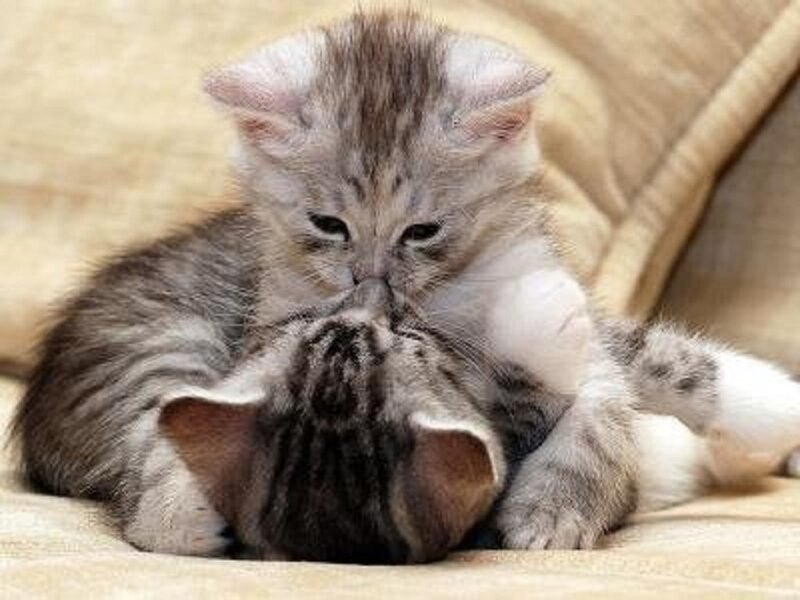 Two Tabby Kittens Playing — Gray, Playful, Photograph