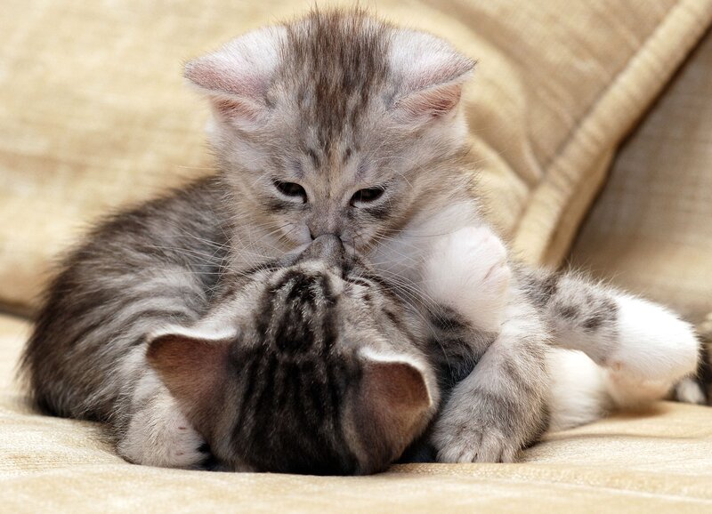 Two Tabby Kittens Playing — Gray