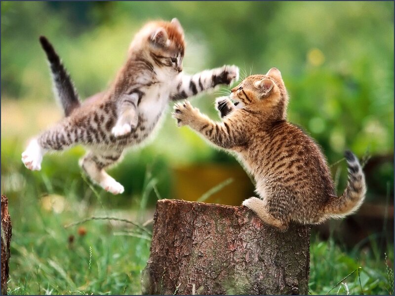 Two Tabby Kittens Playing — Green